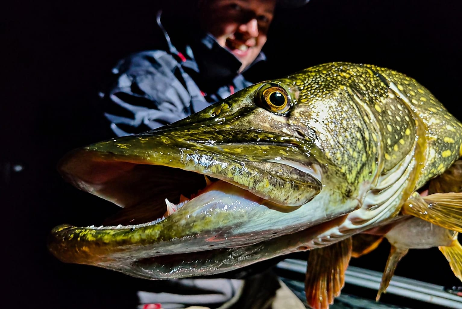 Gros plan de poisson